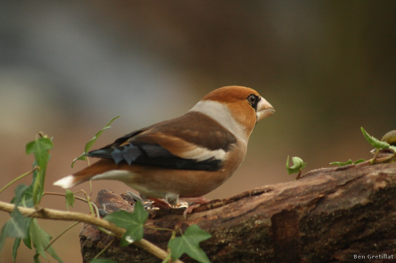 Photo Oiseaux Grosbec casse-noyaux (Coccothraustes coccothraustes)