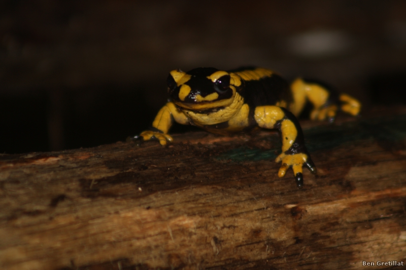 Photo Amphibiens