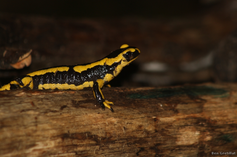 Photo Amphibiens
