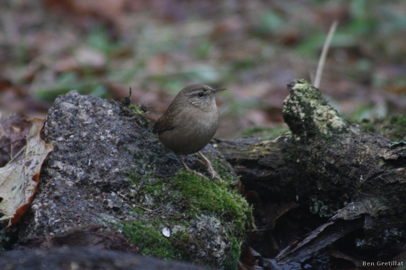 Photo Oiseaux Troglodyte mignon (Troglodytes troglodytes)