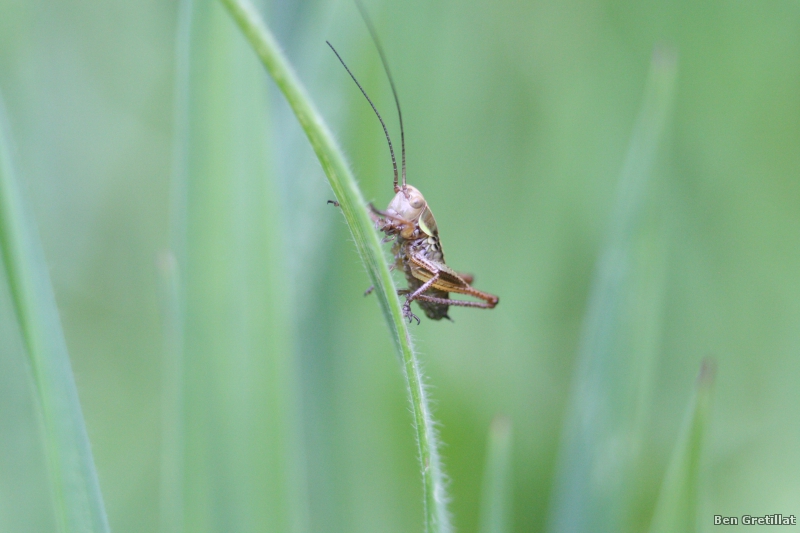 Photo Insectes Roeseliana (= Metrioptera) roeselii immature