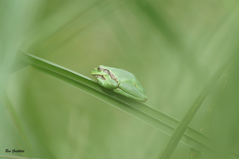 Photo Amphibiens Rainette verte (Hyla arborea)