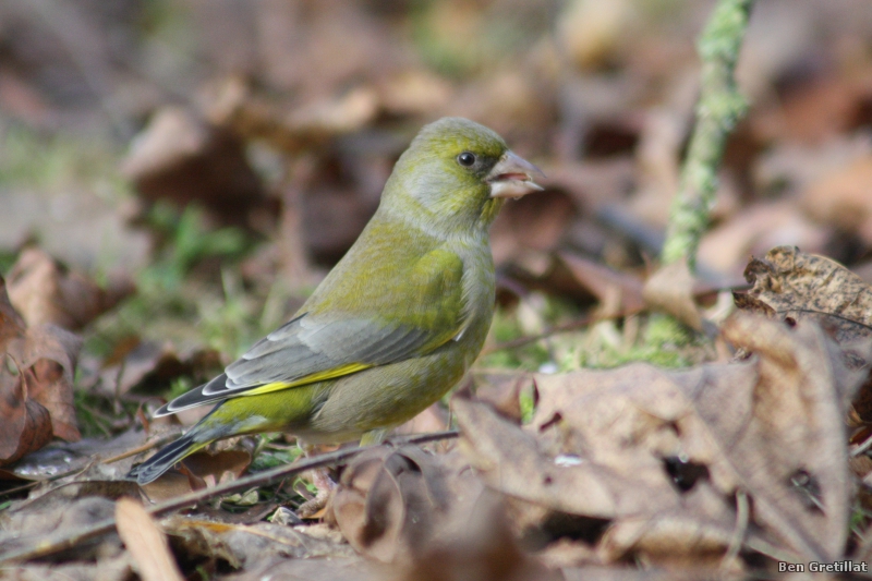 Photo Oiseaux Verdier d'Europe (Chloris chloris)