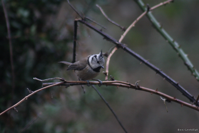 Photo Oiseaux Mésange huppée (Lophophanes cristatus)