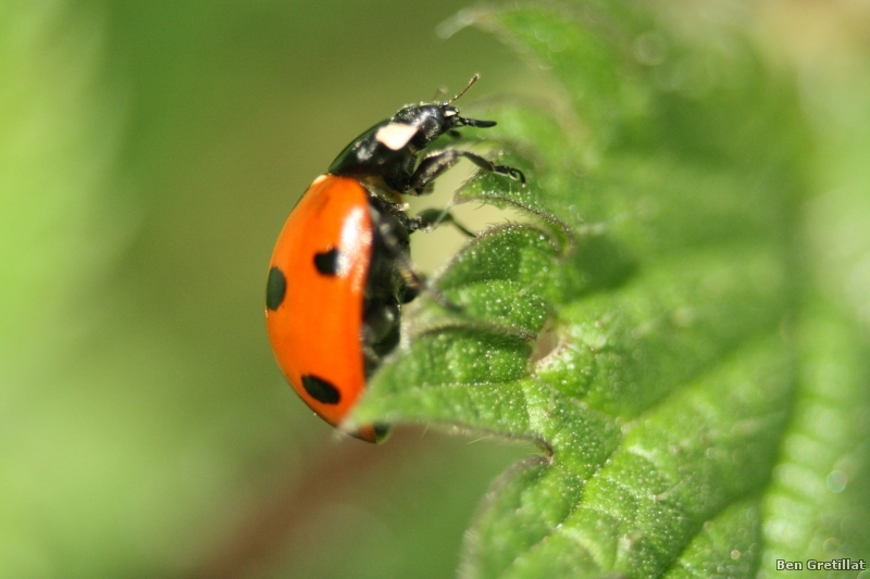 Photo Insectes Coccinelle à 7 points (Coccinella septempunctata)