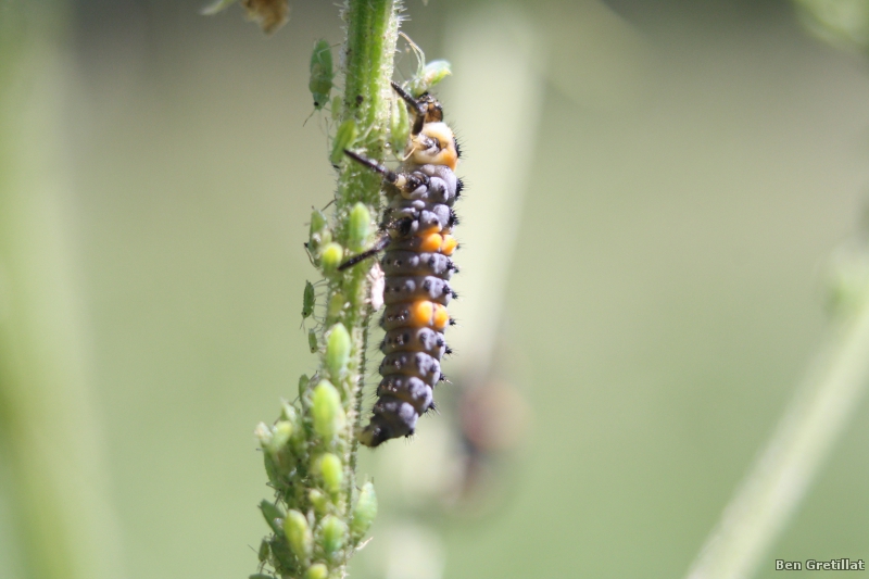 Photo Insectes