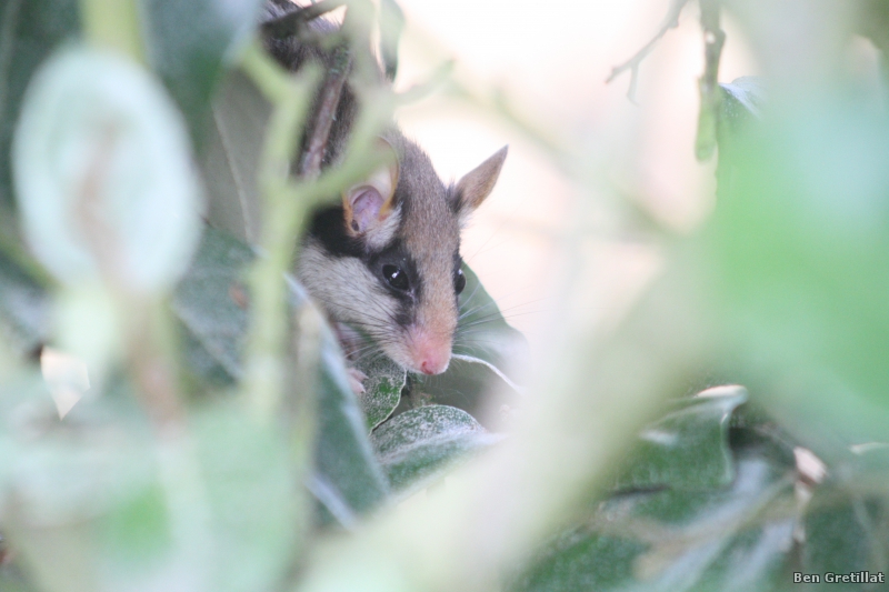 Photo Mammifères Lérot (Eliomys quercinus)