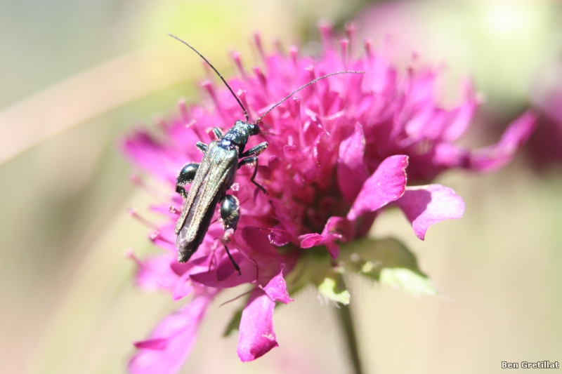 Photo Insectes
