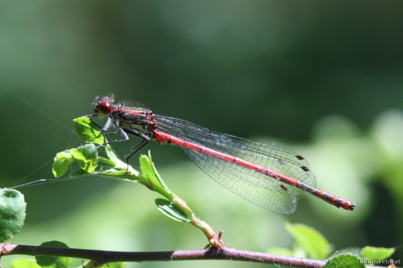 Photo Insectes