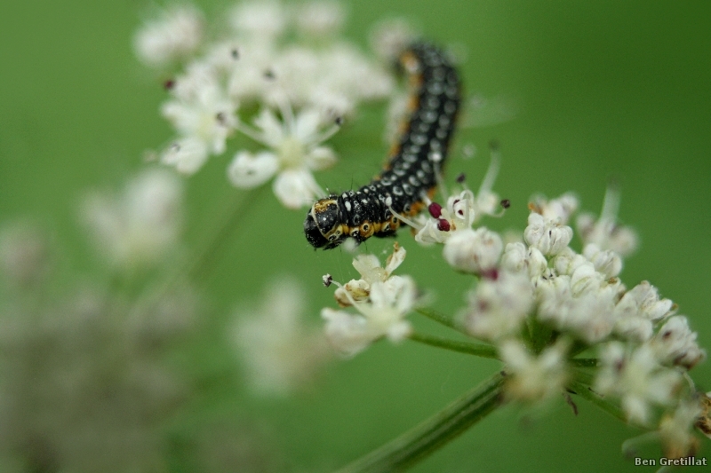 Photo Insectes Teigne de la carotte (Depressaria daucella)
