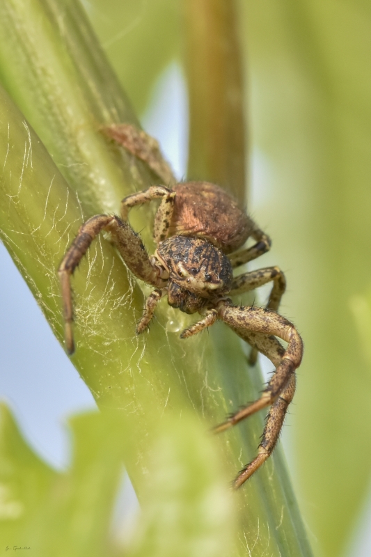 Photo Araignées xysticus sp.