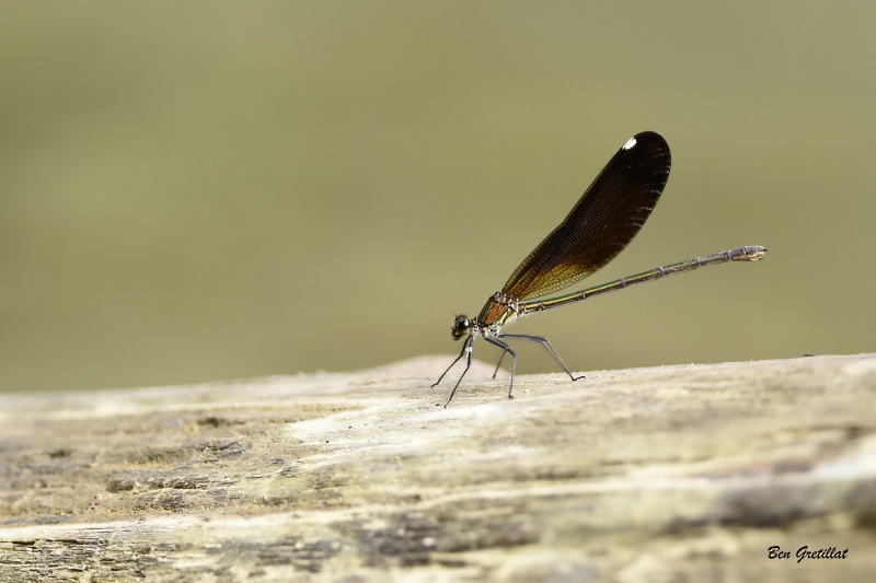 Photo Insectes Caloptéryx vierge méridional (Calopteryx virgo meridionalis)