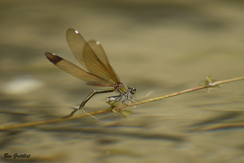 Photo Insectes Caloptéryx vierge méridional (Calopteryx virgo meridionalis)