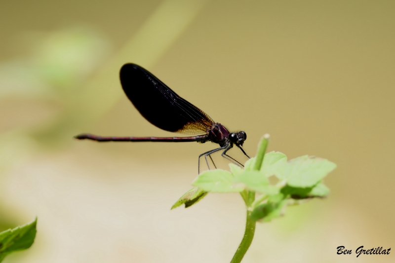 Photo Insectes Caloptéryx hémorroïdal (Calopteryx haemorrhoidalis)
