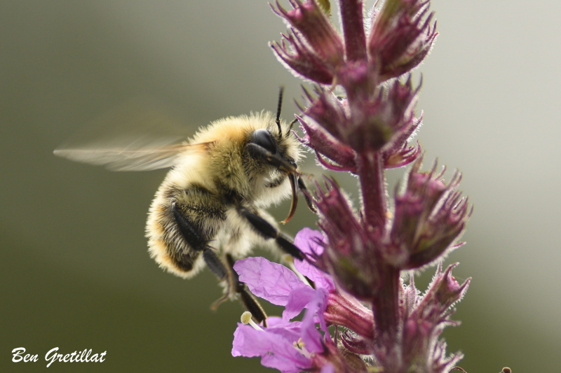 Photo Insectes