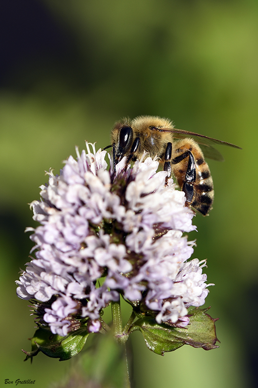 Photo Insectes abeille domestique (apis mellifera) 