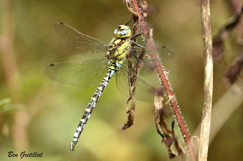 Photo Insectes Aeschne bleue (Aeshna cyanea)