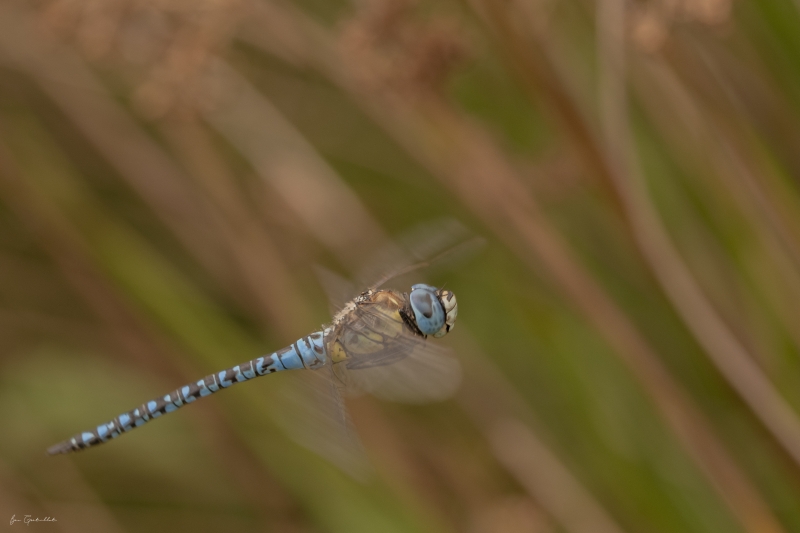 Photo Insectes Aeschne affine (Aeschna affinis)