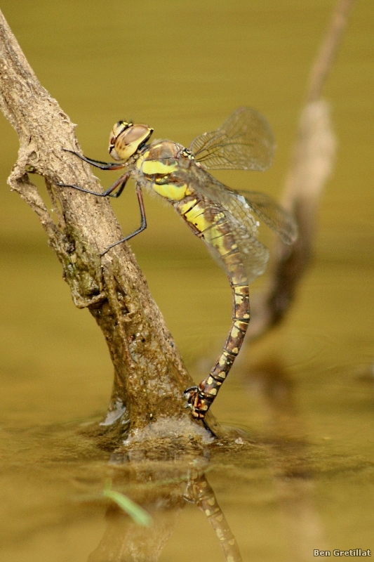 Photo Insectes Aeschne mixte (Aeschna mixta)