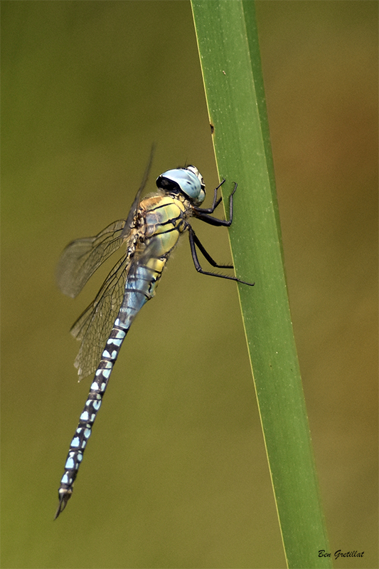 Photo Insectes Aeschne affine (Aeschna affinis)