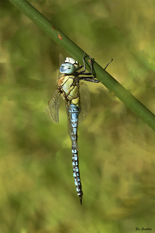Photo Insectes Aeschne affine (Aeschna affinis)