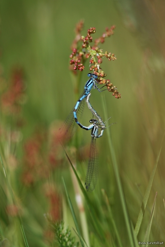Photo Insectes Agrion porte-coupe (Enallagma cyathigerum)