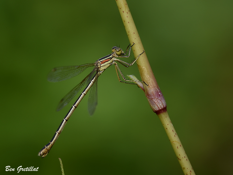 Photo Insectes Leste sauvage (Lestes barbarus)