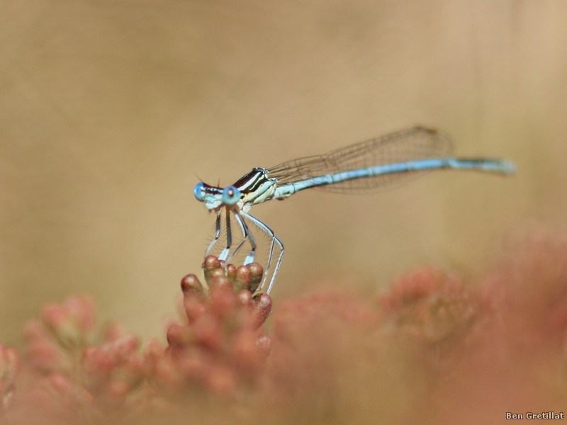 Photo Insectes agrion à larges pattes (Platycnemis pennipes)