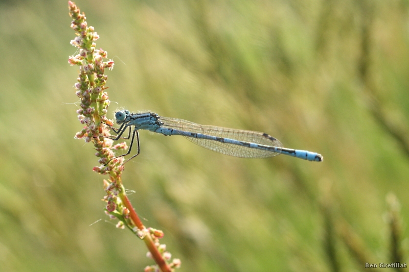 Photo Insectes Agrion porte-coupe (Enallagma cyathigerum)
