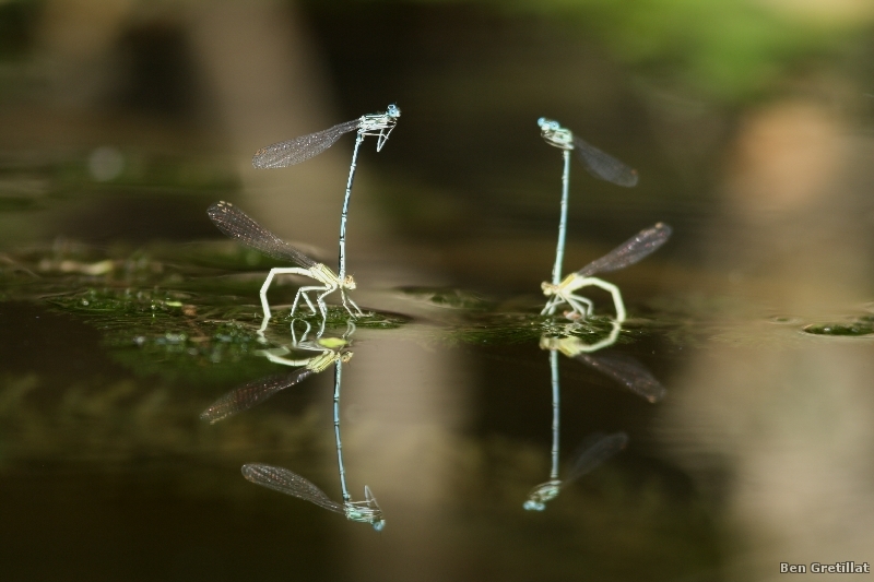 Photo Insectes agrion à larges pattes (Platycnemis pennipes)