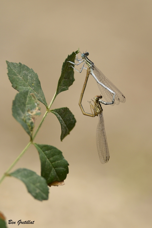 Photo Insectes Agrion blanchâtre (Platycnemis latipes)