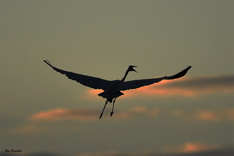 Photo Oiseaux Grande aigrette (Ardea alba)