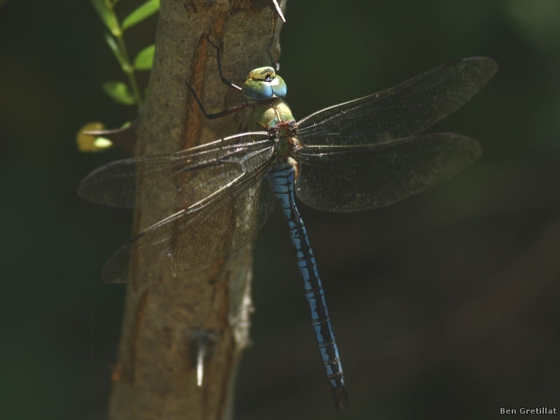 Photo Insectes Anax empereur (Anax imperator)