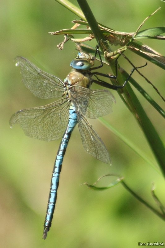 Photo Insectes Anax empereur (Anax imperator)