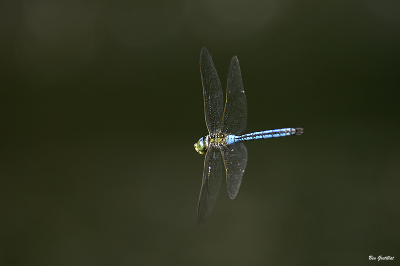 Photo Insectes Anax empereur (Anax imperator)