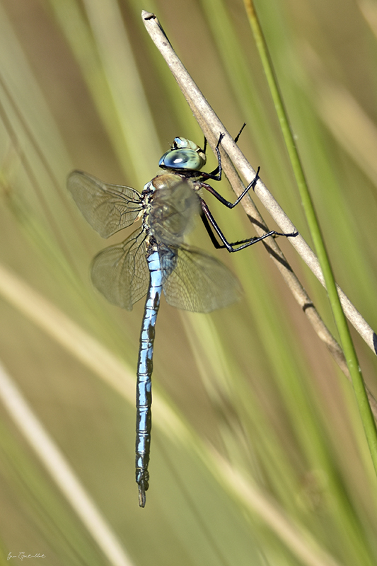 Photo Insectes Anax empereur (Anax imperator)