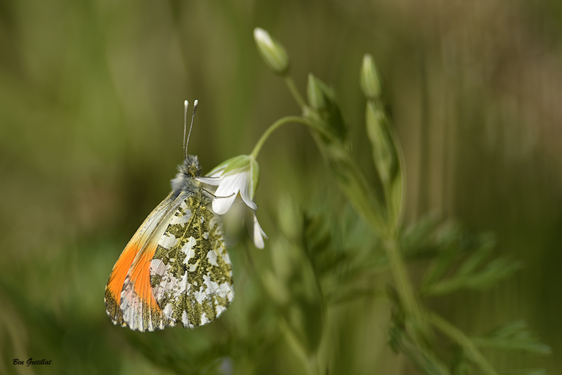 Photo Insectes Aurore (anthocaris cardamines) 