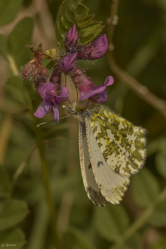Photo Insectes Aurore (anthocaris cardamines) 