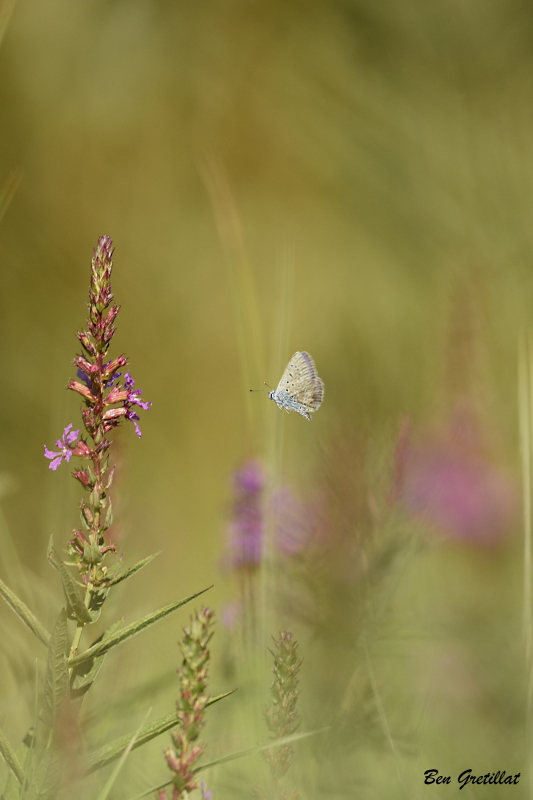 Photo Insectes Polyommatus sp.