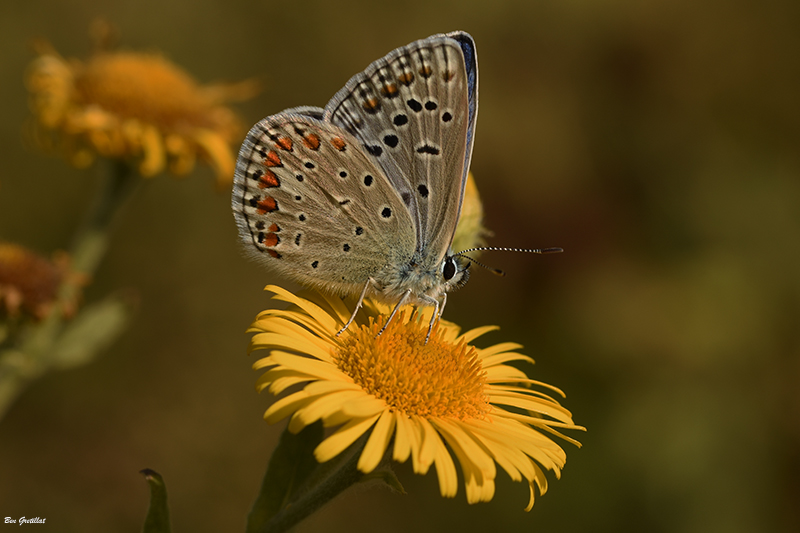 Photo Insectes Azuré bleu céleste (Lysandra bellargus)