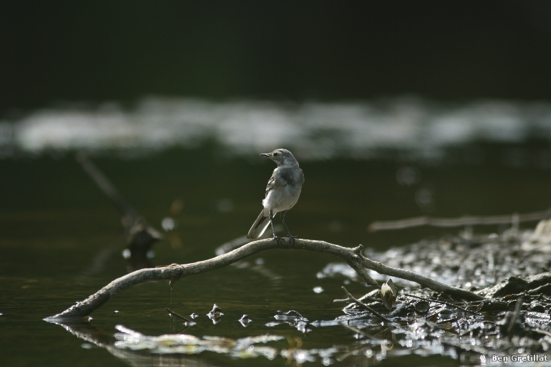 Photo Oiseaux Bergeronnette grise (Motacilla alba)