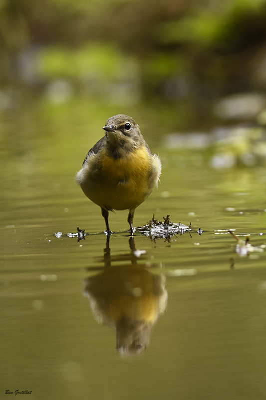 Photo Oiseaux Bergeronnette des ruisseaux (Motacilla cinerea)