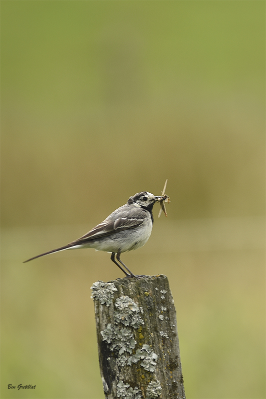 Photo Oiseaux Bergeronnette grise (Motacilla alba)