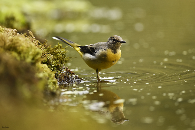 Photo Oiseaux Bergeronnette des ruisseaux (Motacilla cinerea)