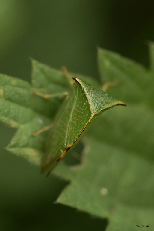 Photo Insectes Membracide bison (Stictocephala bisonia)