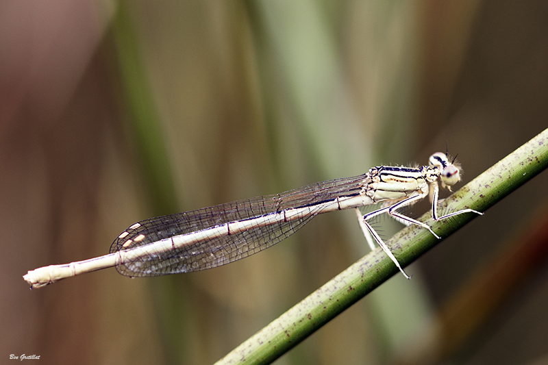 Photo Insectes Agrion blanchâtre (Platycnemis latipes)