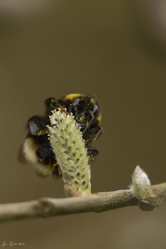 Photo Insectes bourdon terrestre (Bombus terrestris)