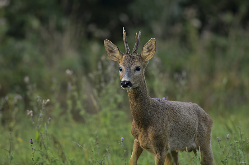 Photo Mammifères Chevreuil (Capreolus capreolus)