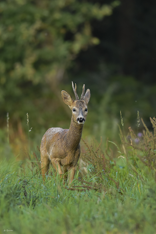 Photo Mammifères Chevreuil (Capreolus capreolus)