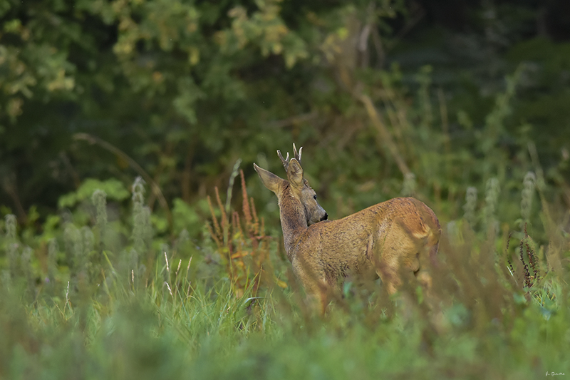 Photo Mammifères Chevreuil (Capreolus capreolus)